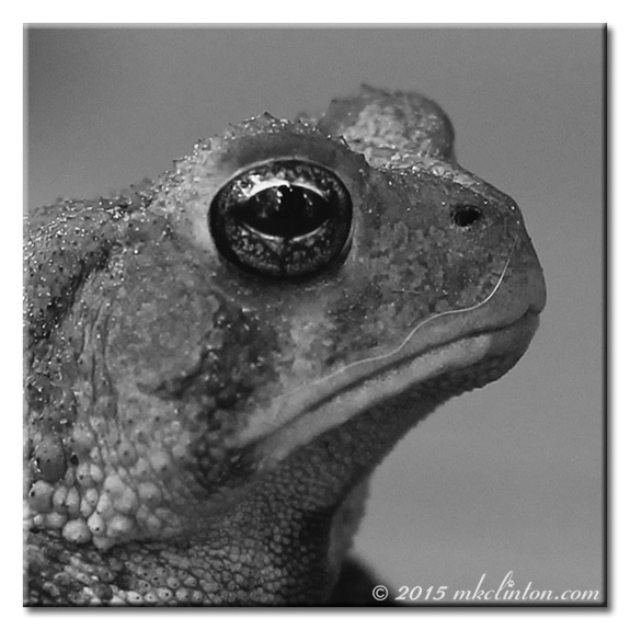 B & W close-up pf toad with dog hair mustache