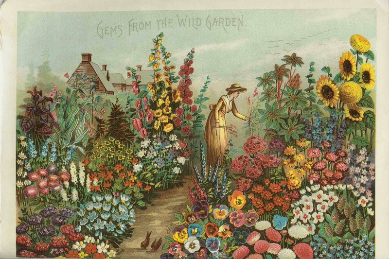 Gems from the Wild Garden (1888), Catlálogo de Semillas Rawson Company