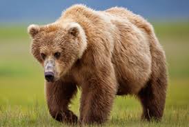 wild-animal wild-animal