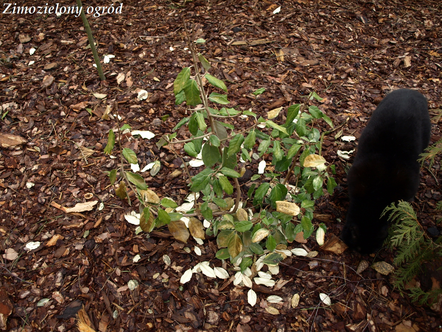 Zimozielony Ogrod Zimowe Zniszczenia