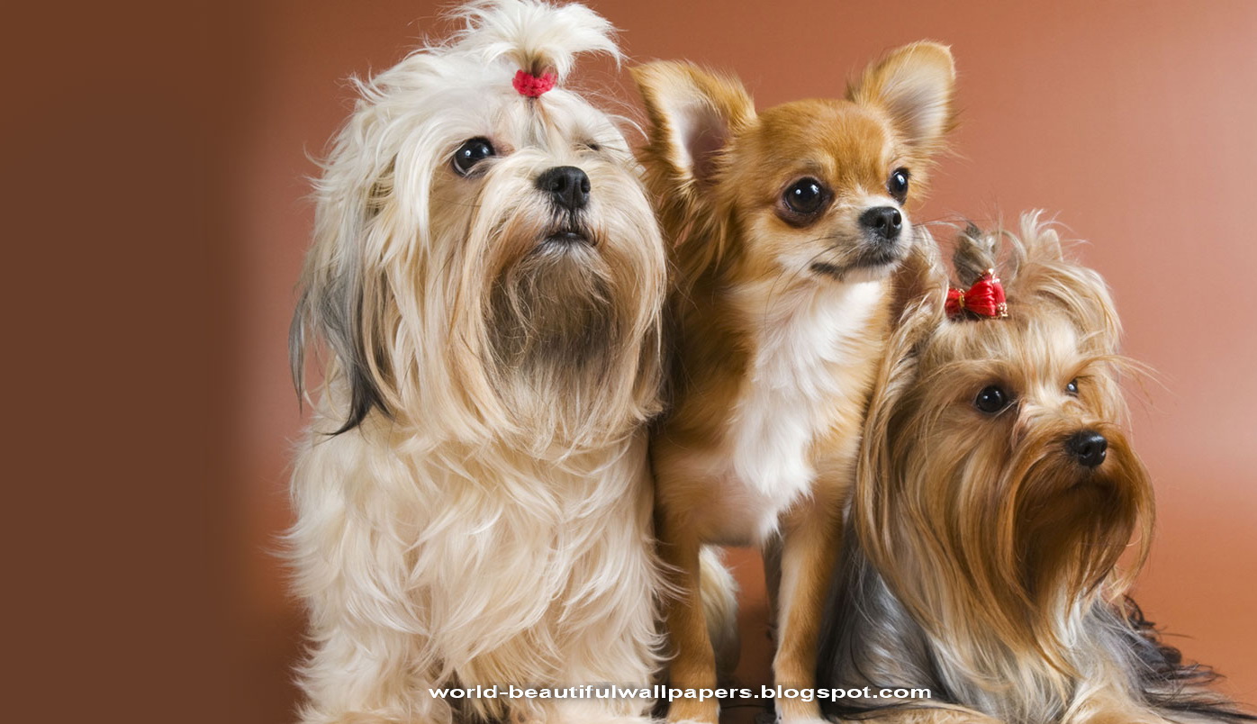 Beautiful Wallpapers: Dogs Wallpapers