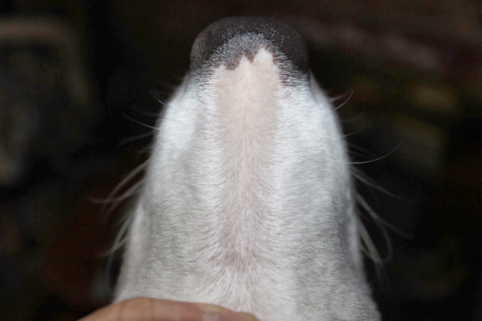 Know Thy Dog WHISKERS Bruce Fogle DOG The definitive guide for dog owners