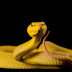 16 юли - Международен ден на змиите (снимки)