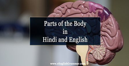 Parts of the Body in Hindi and English - eEnglishGrammar.com