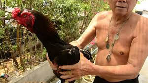 teknis memegang ayam untuk mengukur badannya teknis memegang ayam untuk mengukur badannya