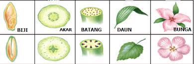 Tumbuhan Dikotil