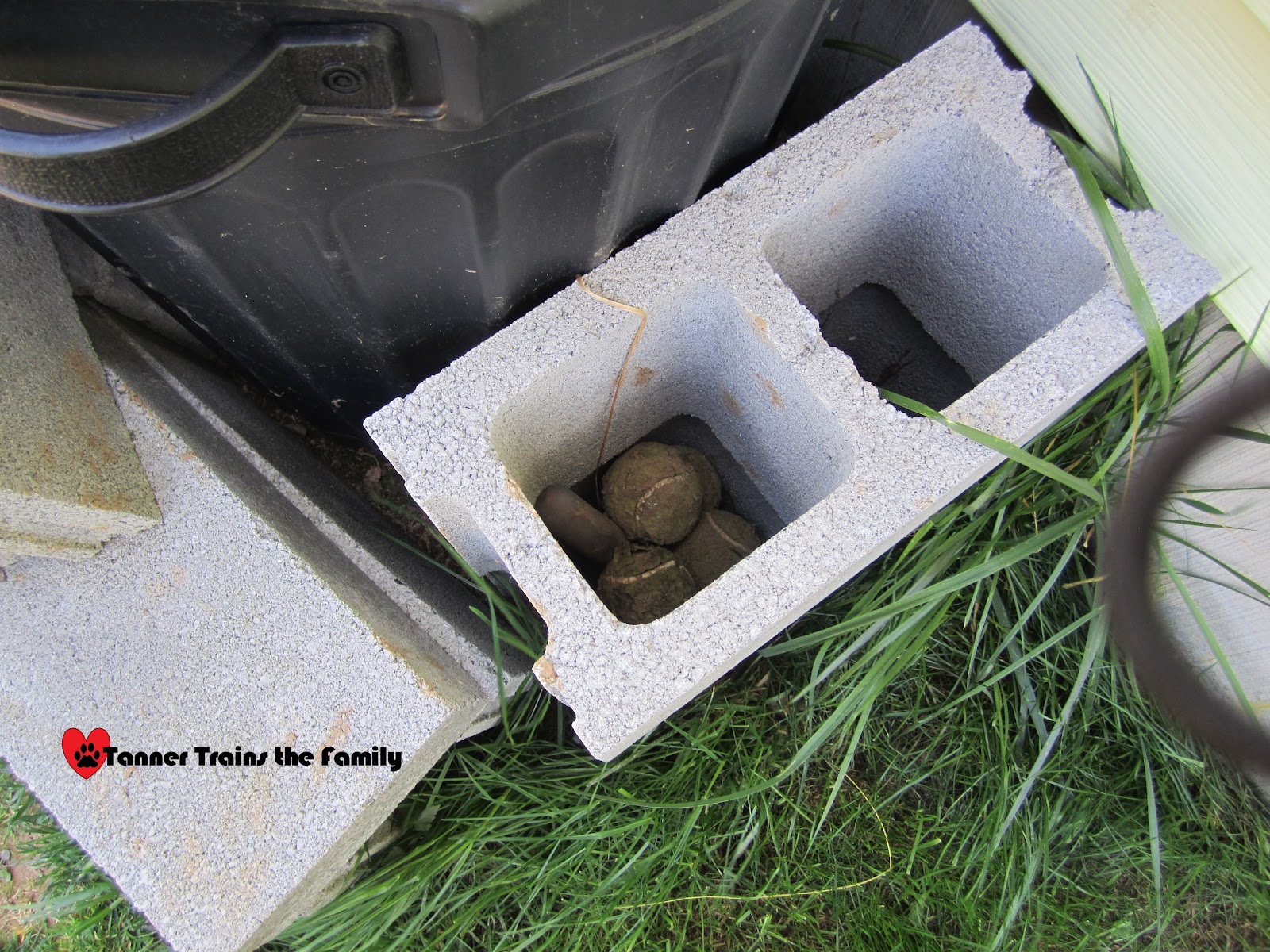 Tanner Trains the Family Dead Tennis Balls