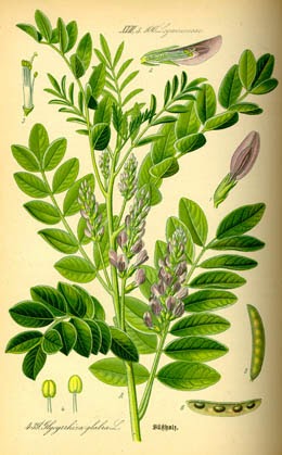 Regaliz Planta de regaliz