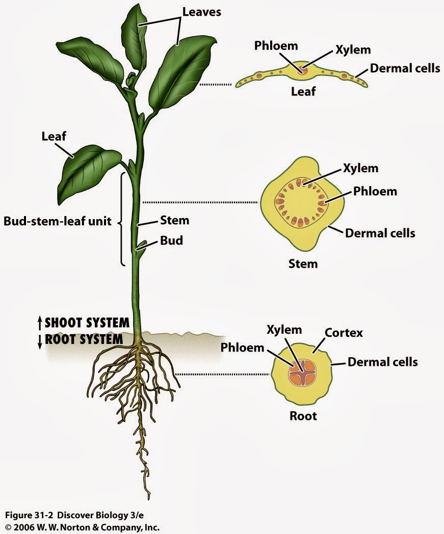 Органы растений. Генеративные органы растений. Генеративные органы растений фото. Plants ВДИ человека.