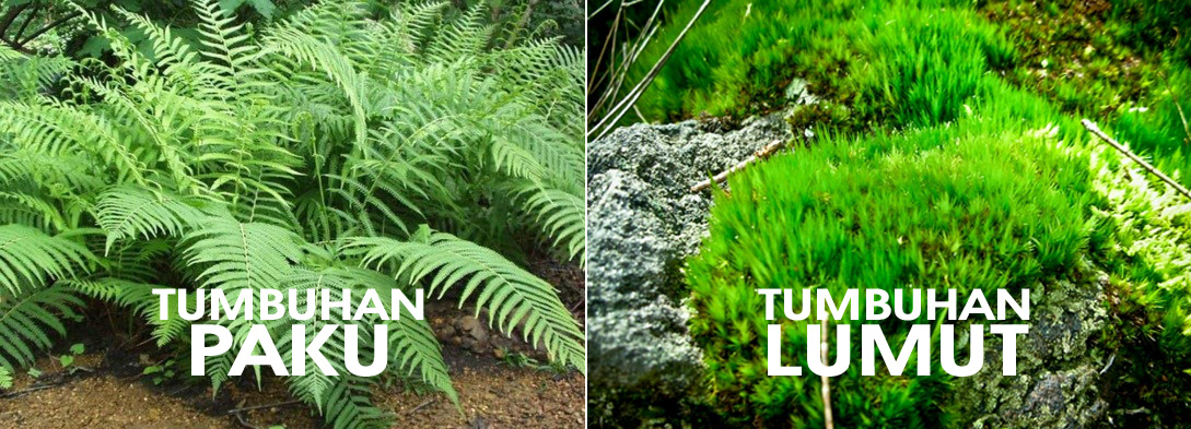 tumbuhan lumut