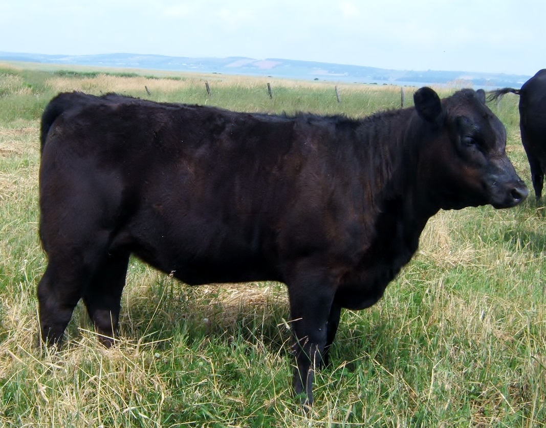 Duncan Livestock S A V Bismarck 5682 Heifer Calf from J E M Farms