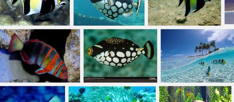Ikan Hias Aquarium Terindah Di Dunia? Ini Dia Jenis Tercantik dan Terpopuler