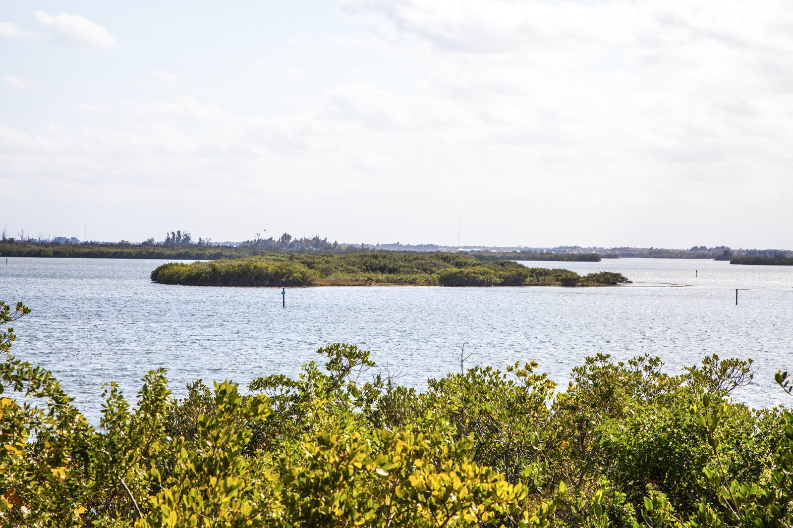 Walking Arizona Pelican Island