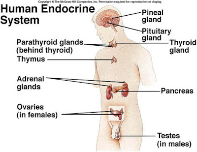 Dasar-Dasar Sistem Endokrin