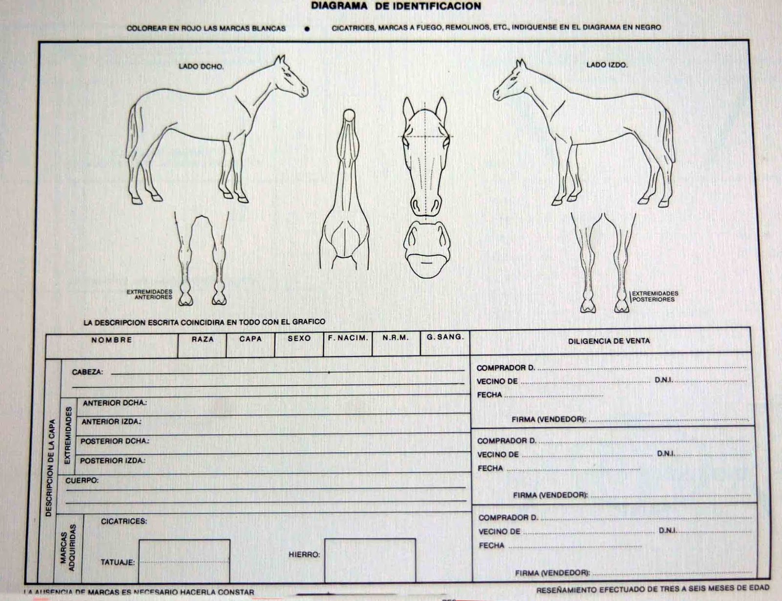 Libropasión CABALLO ESPAÑOL, CABALLO DE REYES, de Juan Llamas Perdigo Libropasión CABALLO ESPAÑOL, CABALLO DE REYES, de Juan Llamas Perdigo