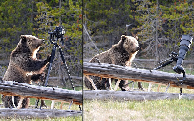 Bear destroys wildlife photographer's camera, funny bear, bear pictures, funny animals