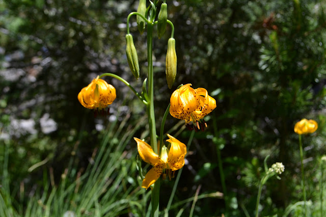 tiger lilies