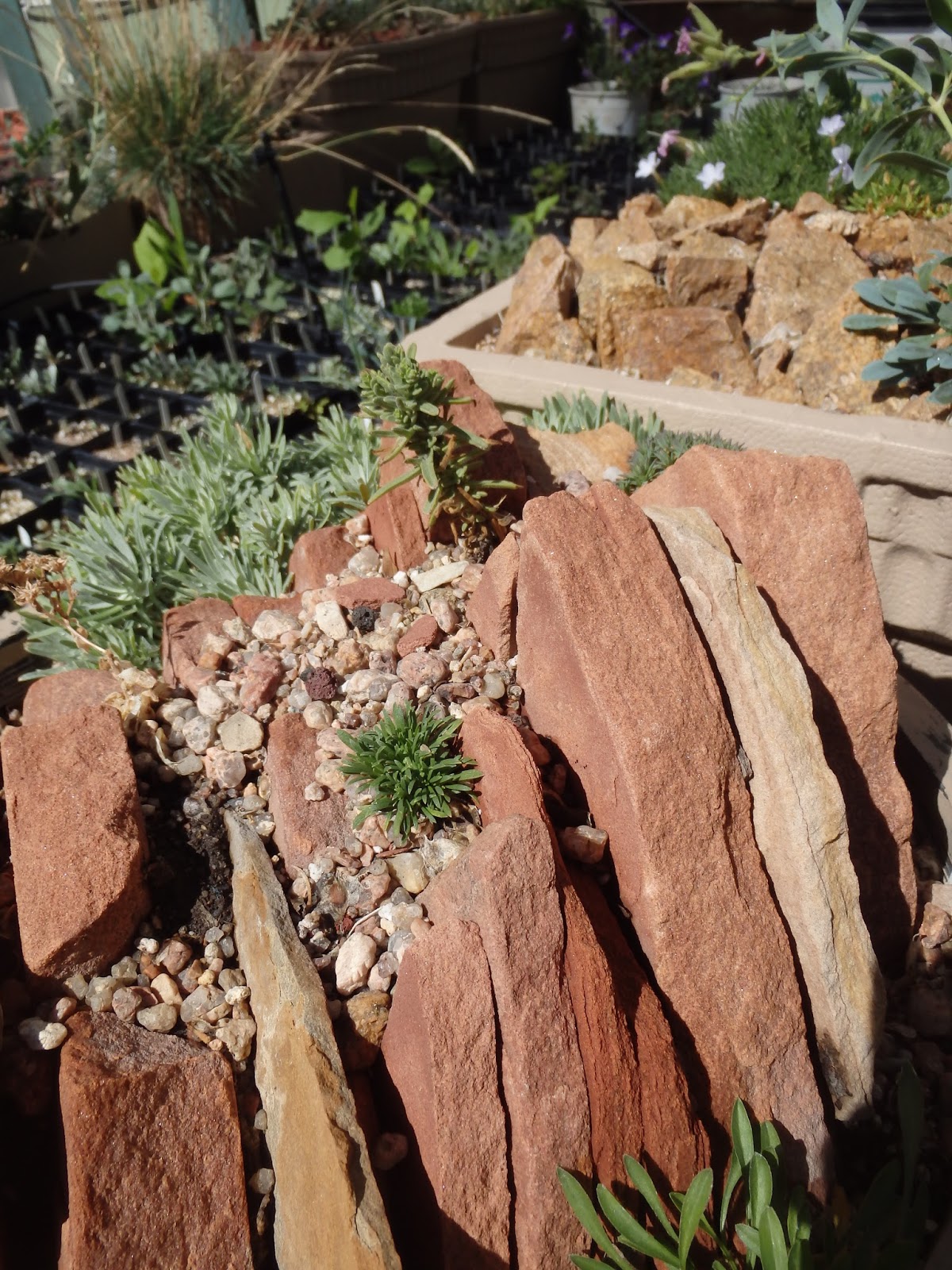 I Need A Cup of Tea: Crevice Garden Crazy