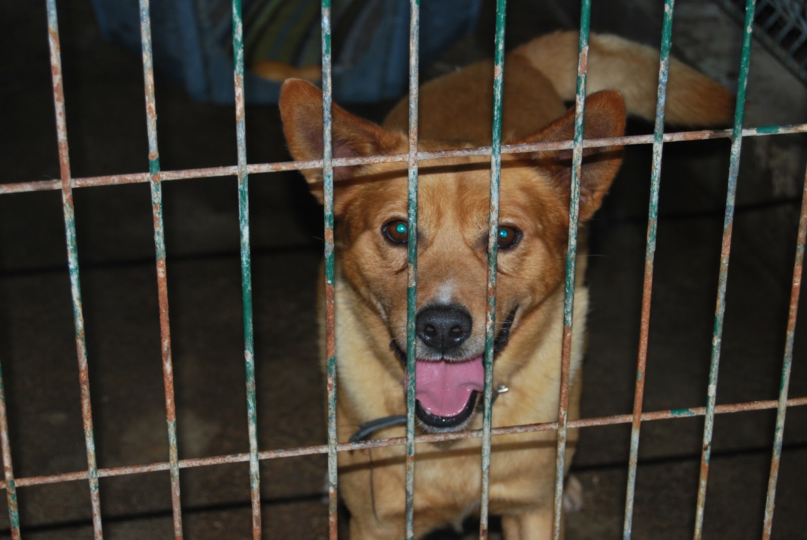 Hunde aus ZentralPortugal adoptieren Dingo