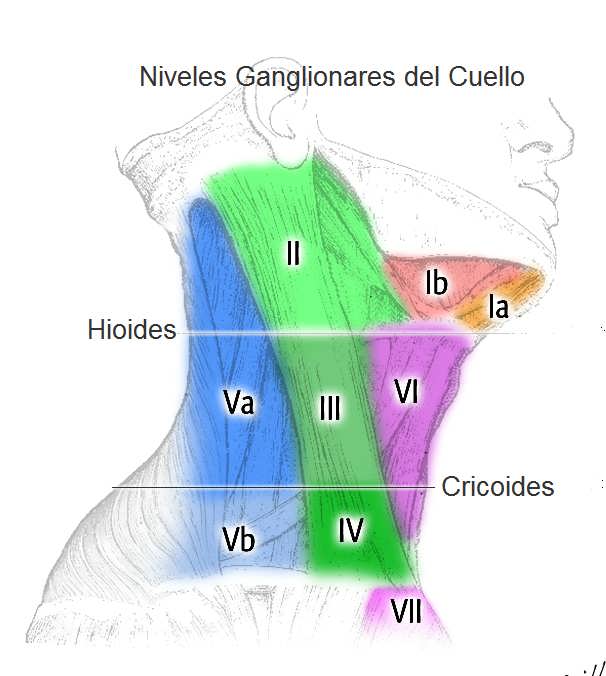 grupos ganglionares de cuello grupos ganglionares del cuello grupos ganglionares de cuello grupos ganglionares del cuello