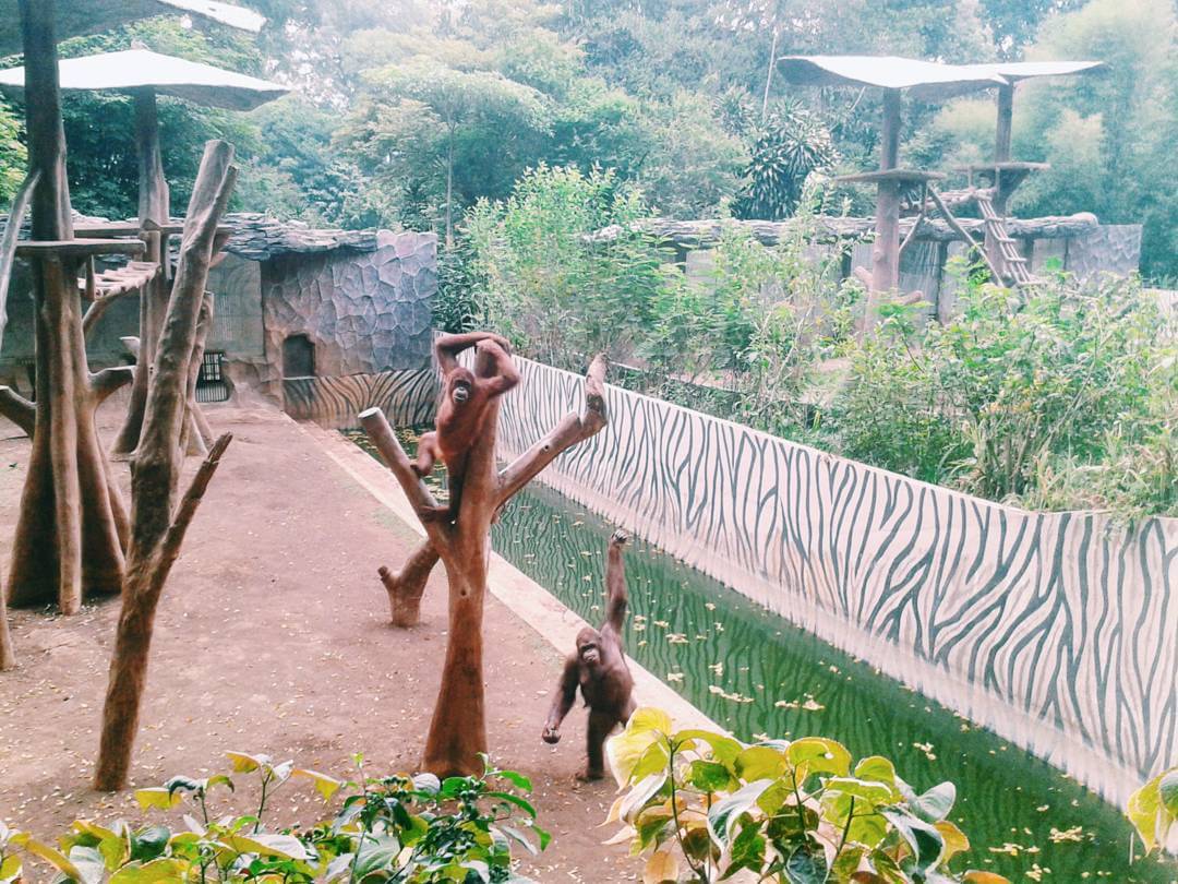 Kebun BinatangKota Bandung Direktori Tempat Wisata