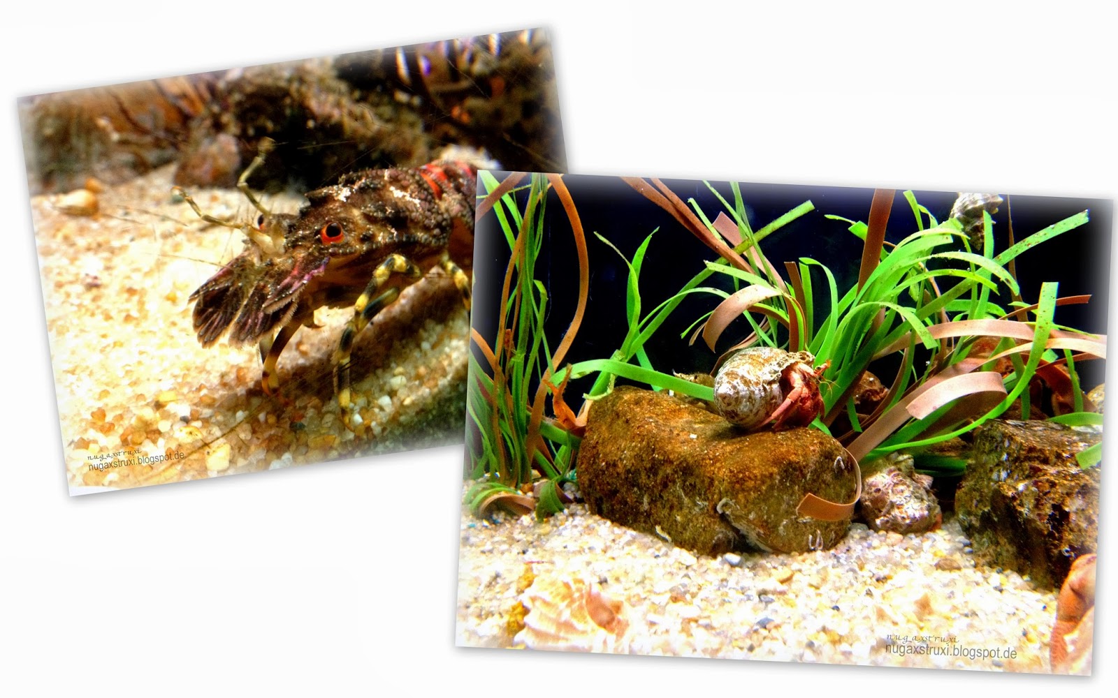 Marine Gas gepflanzt Aquarium zur Gewichtsreduktion Marine Gas gepflanzt Aquarium zur Gewichtsreduktion