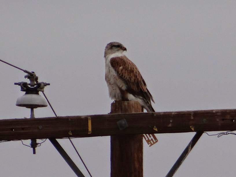 Postcards from Idyllwild Birds of Prey in the Mojave Desert