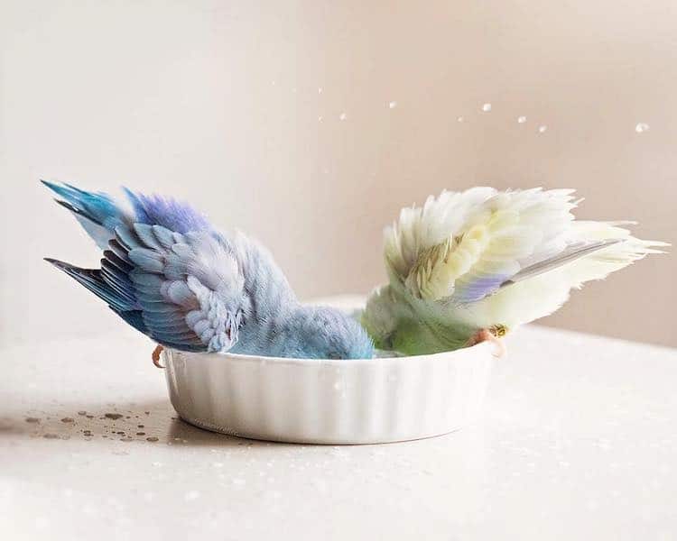 Adorable Images Depict The Relationship Between Four Pastel-Colored Parrotlet Birds