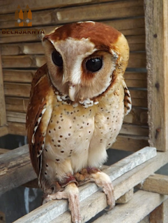 Burung Hantu Oriental Bay Owl / Obay Owl Burung Hantu Oriental Bay Owl / Obay Owl