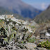 14 Fakta Menarik Tentang Bunga Edelweiss yang Jadi Incaran Pendaki Gunung Alay