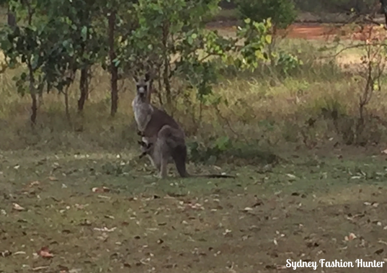 A kangaroo and joey visit for breakfast