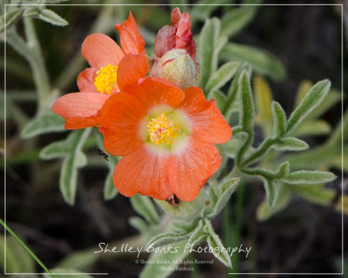 Scarlet Mallow.Copyright © Shelley Banks, All Rights Reserved.  