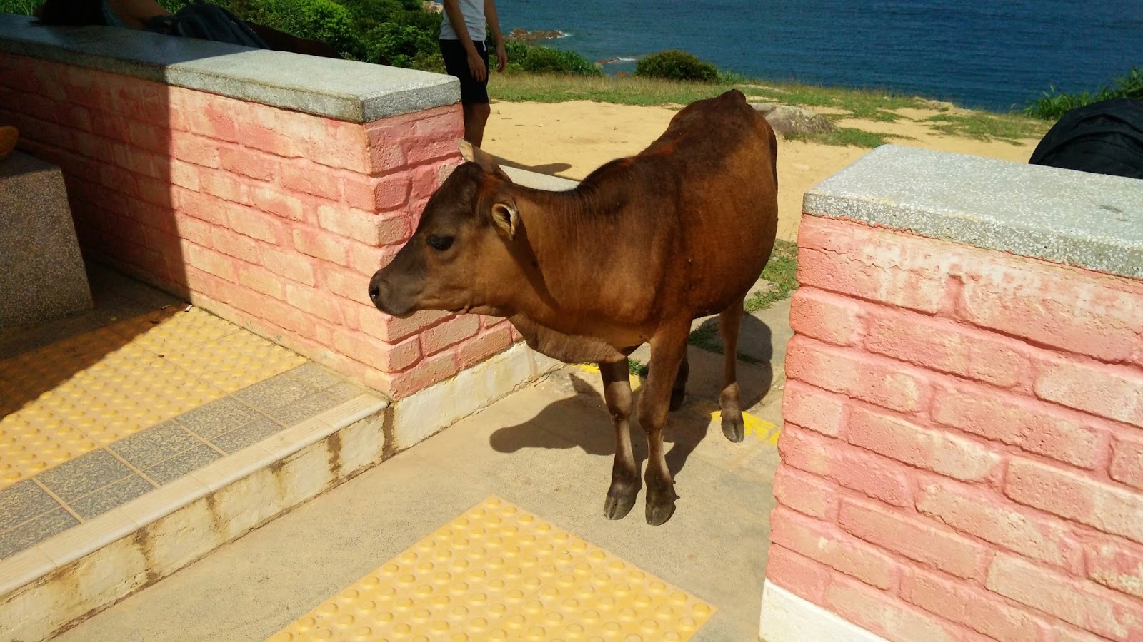 黑老闆說︱香港塔門半日遊_塔門公園 黑老闆香港塔門半日遊_公園涼亭裡竟然有牛隻放養,這頭小牛走過來歡迎我們。