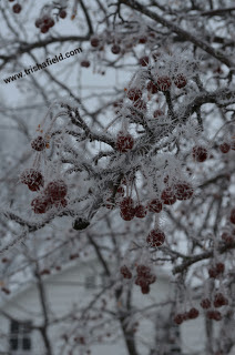 Frozen food for the birds photo by Trisha Field