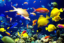 sea fish wallpaper - Android Live Wallpaper Free: live fish wallpaper