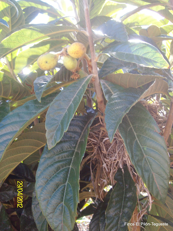 Finca Ecol gica El Pil n DEPORTISTAS DE ELITE EN LA FINCA EL PILON