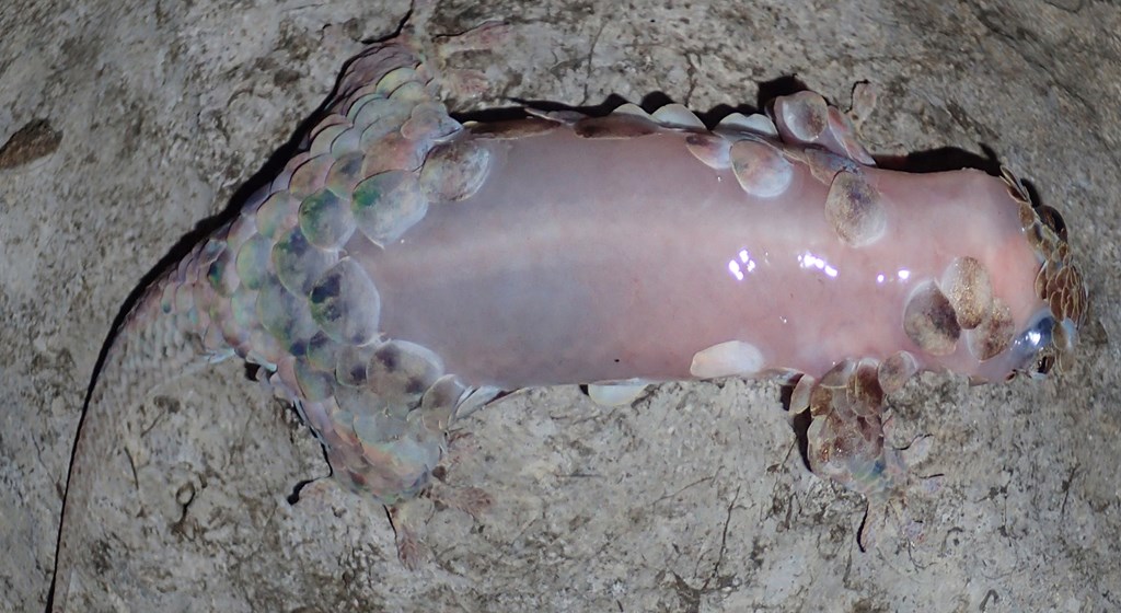 Real Monstrosities Fishscale Gecko