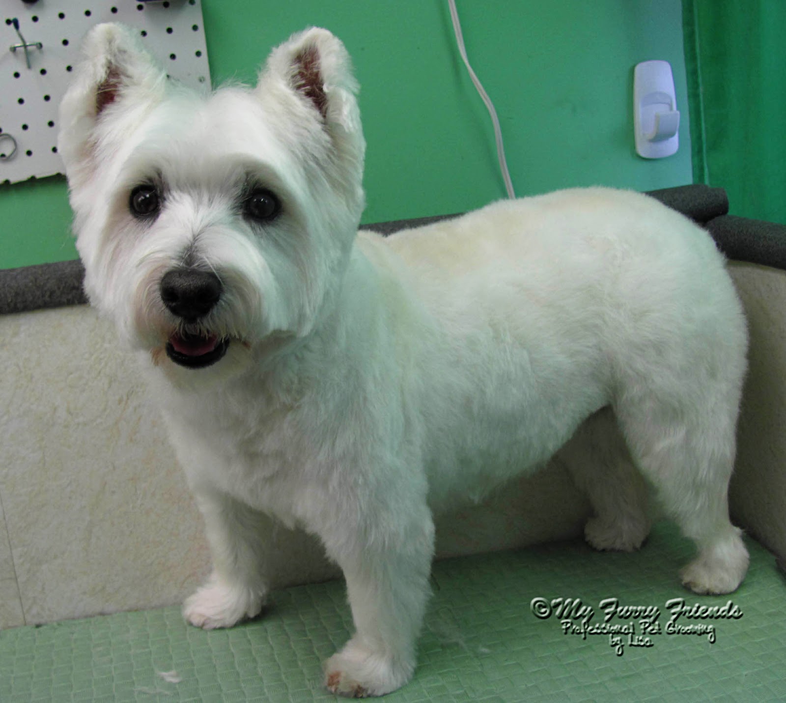 pet-grooming-the-good-the-bad-the-furry-a-short-sporty-cut