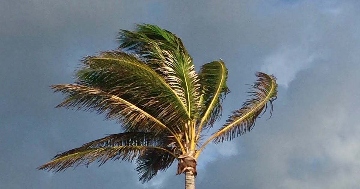 A Bob's Life Palm Trees in the Wind