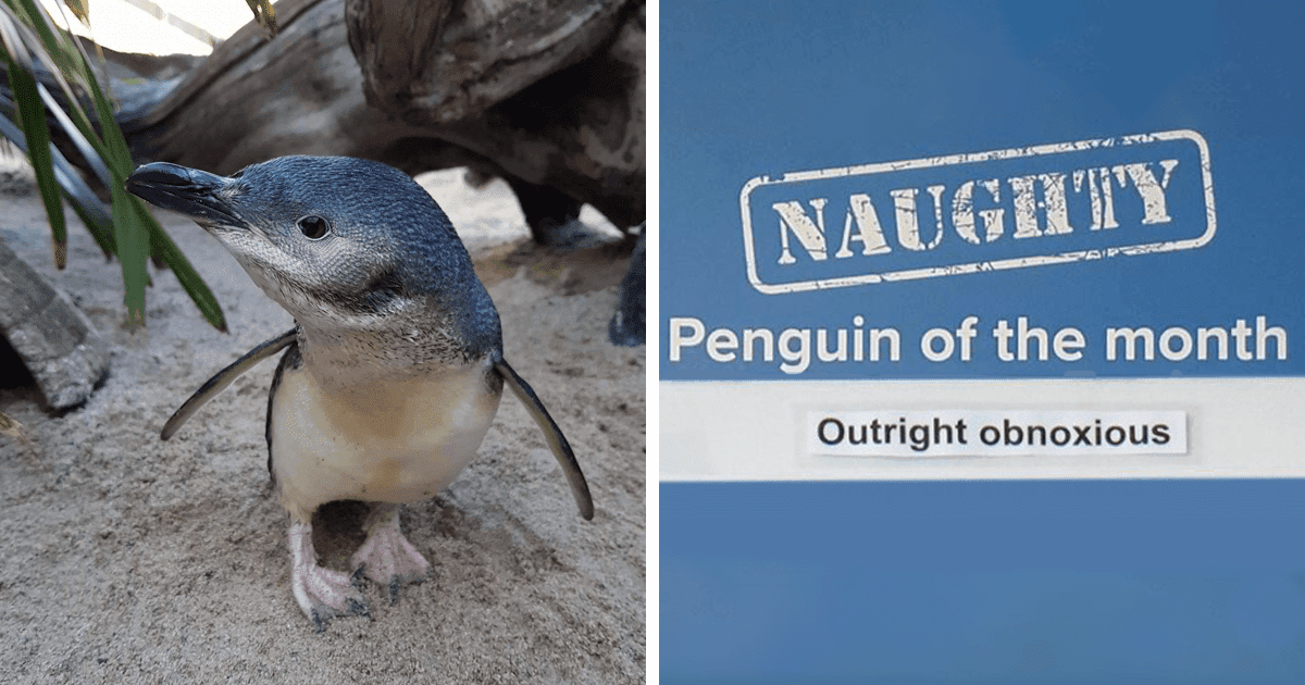 This Aquarium Announced The Naughtiest Penguin Of The Month, And The 'Offenses' Are Hilarious This Aquarium Announced The Naughtiest Penguin Of The Month, And The 'Offenses' Are Hilarious