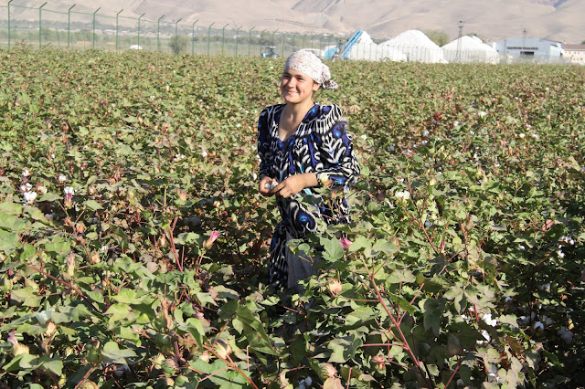 Tadjikistan, Yavan, coton, cueilleuse, © L. Gigout, 2012
