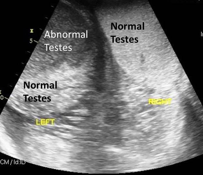 Michael Porter, Equine Veterinarian Testicular Enlargement in a Stallion