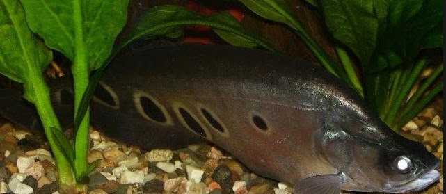 Ikan Belida, Cara Budidaya Dan Merawatnya Serta Makanannya