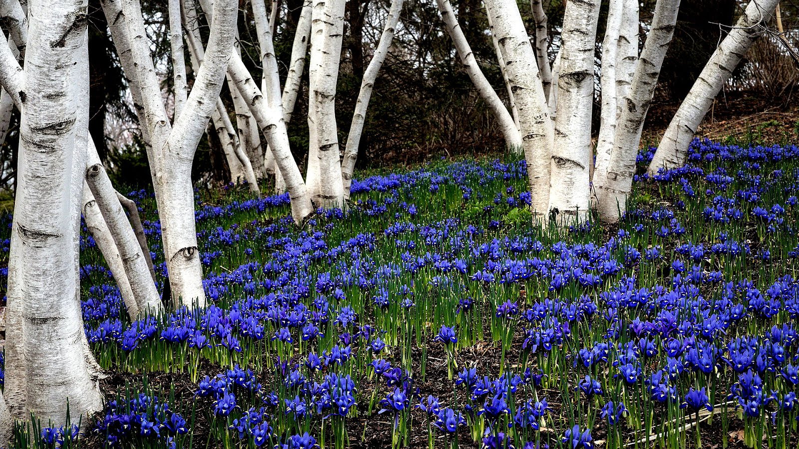 Birch Birch Tree Flowers Tree Choices