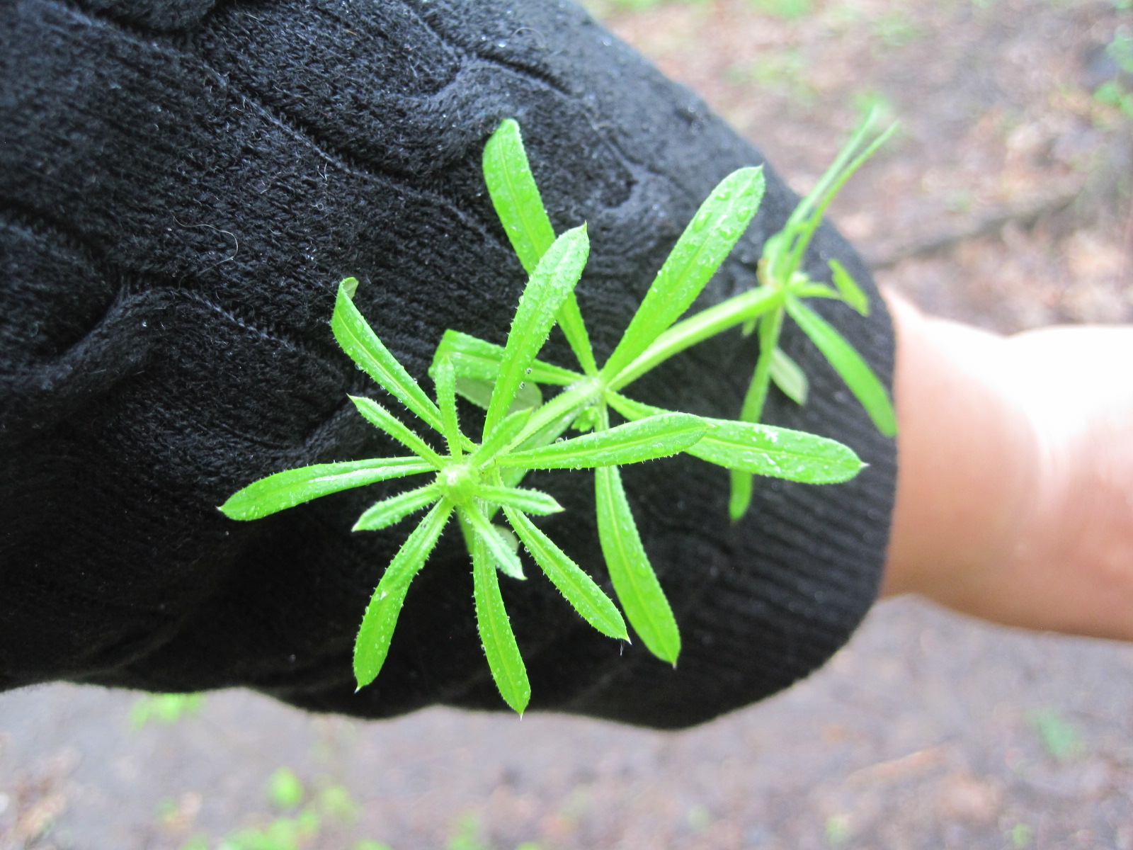 Food Under Foot Wild Dinner Garlic Mustard and Cleavers Pesto with