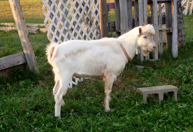 Crooked Shade Farm