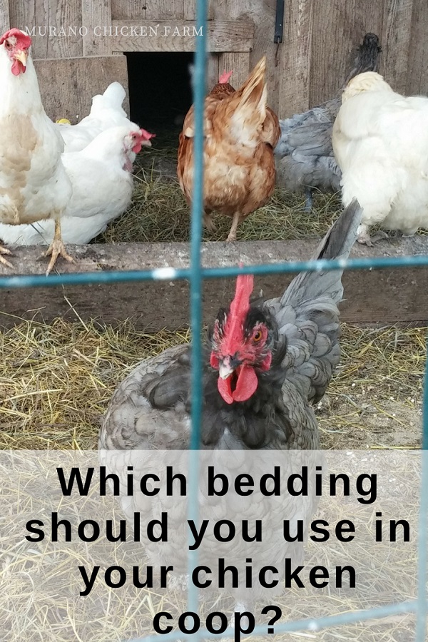 Which chicken bedding should you use? Murano Chicken Farm