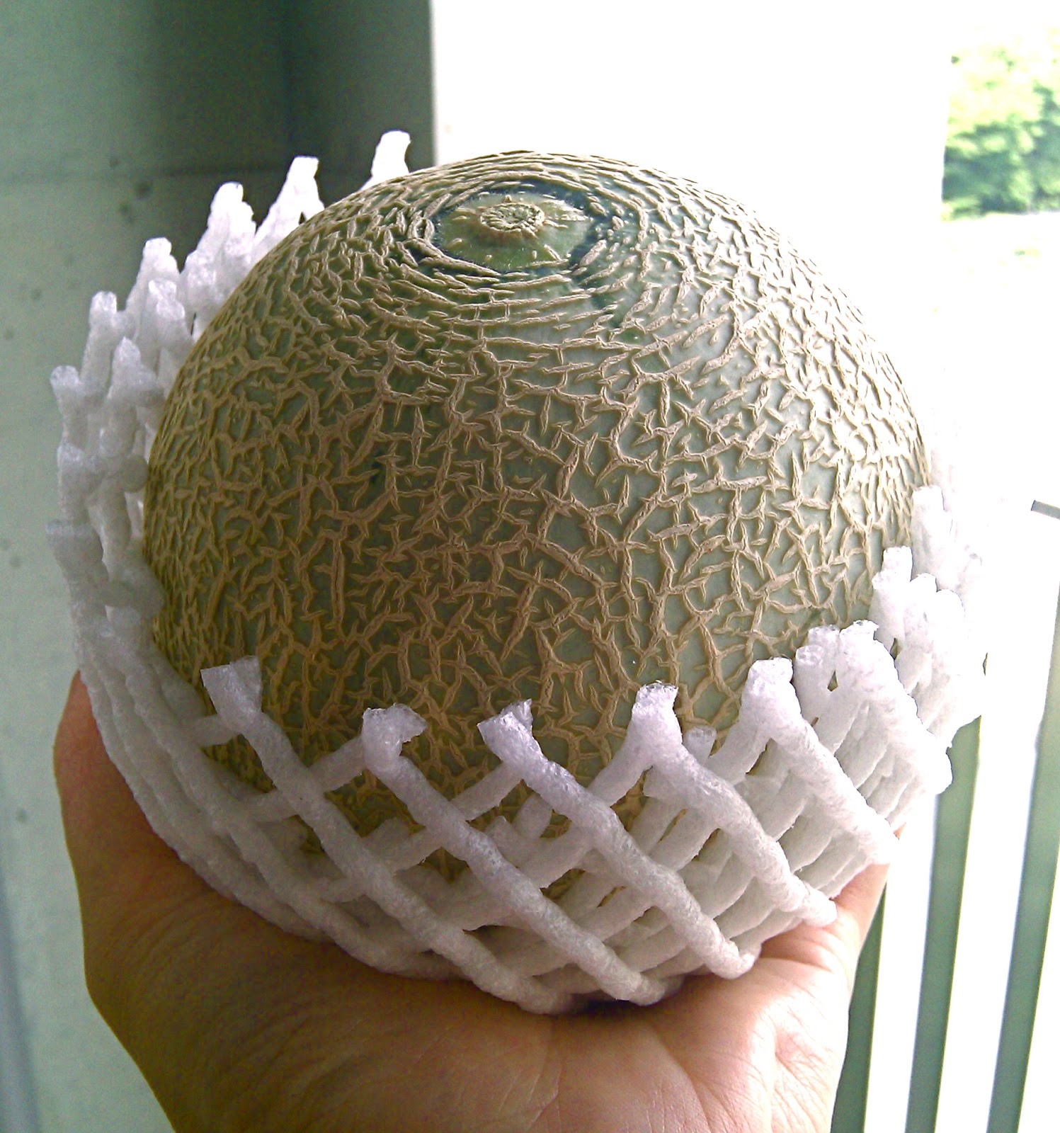 acculturation model 日本での発見 / Discoveries in Japan 33 メロン / Cantaloupe