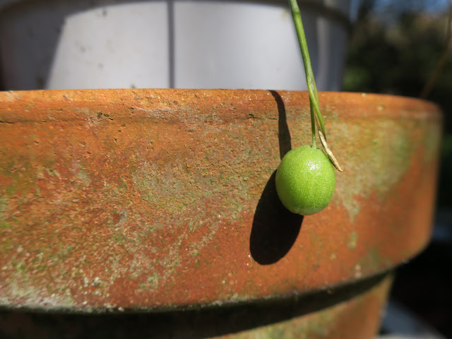 Seed pod of snowdrop flower hanging over the edge of a terracotta pot.