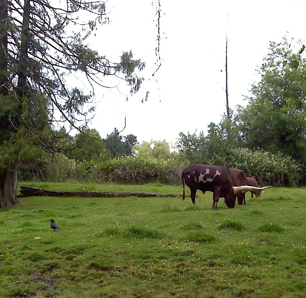 Watusi essay 08 picture